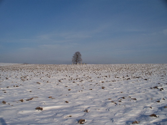 Ku majaczÂącemu w oddali drzewu.jpg